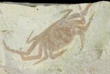 Miocene Pea Crab (Pinnixa) Fossil - California #177038-1